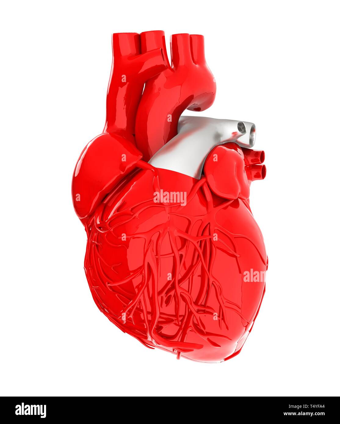 Human heart anatomy artery hi-res stock photography and images - Alamy