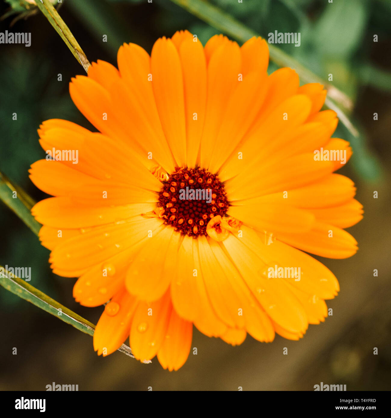 Orange calendula flower, calendula officinalis. Flower with rain water drops. Stock Photo