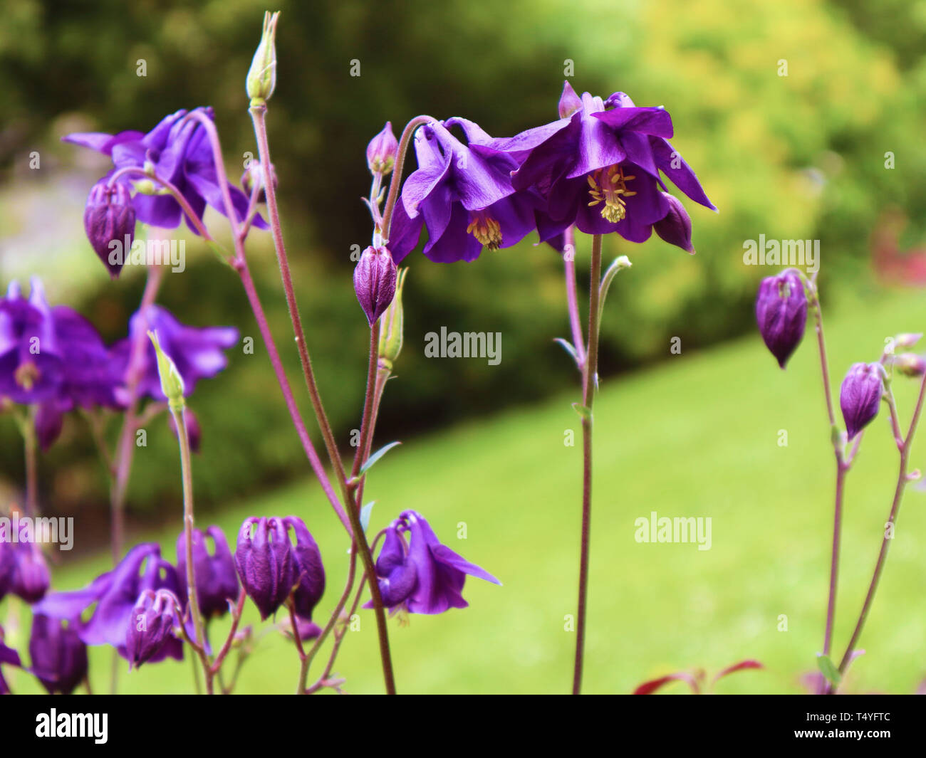 Purple flowers in Queenstown Stock Photo Alamy