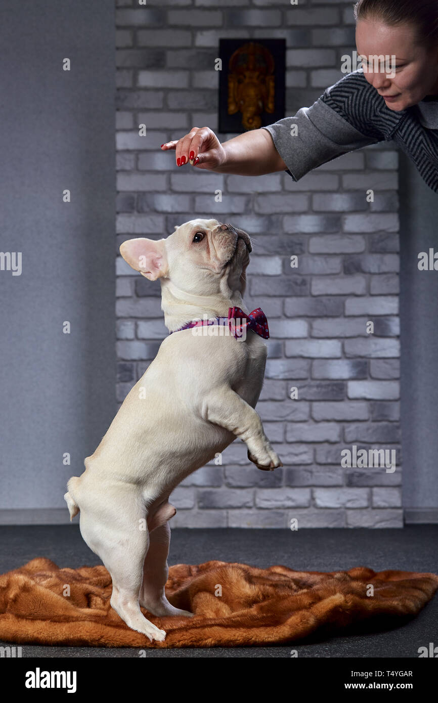 Young woman feeding little french bulldog puppy. Dog owner girl training  little dog to eat dog food on command. Dog owner woman playing with bulldog  Stock Photo - Alamy