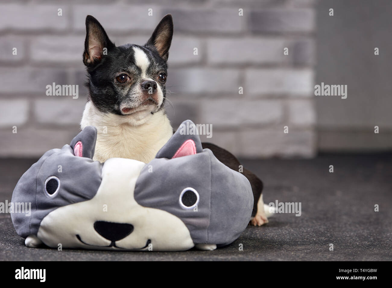 Short Haired Chihuahua Dog Posing Indoors In A Big Toy On A White