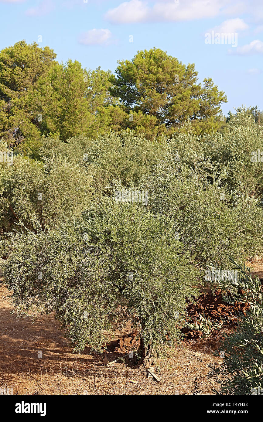 Olive tree in Israel Stock Photo Alamy