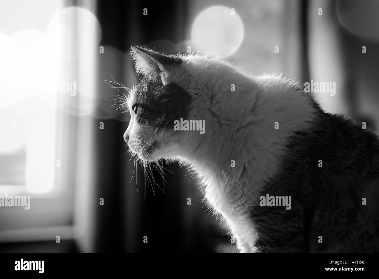 Profile of a tabby cat looking out of a window. Black and white image with bokeh background. Stock Photo