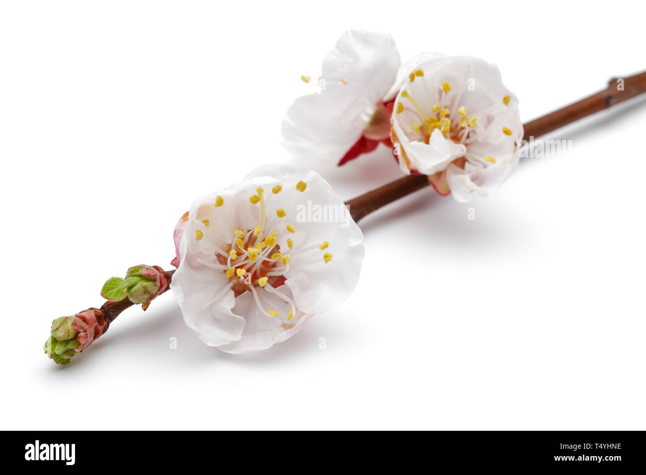 Almond flowers with leaves isolated on white background Stock Photo - Alamy