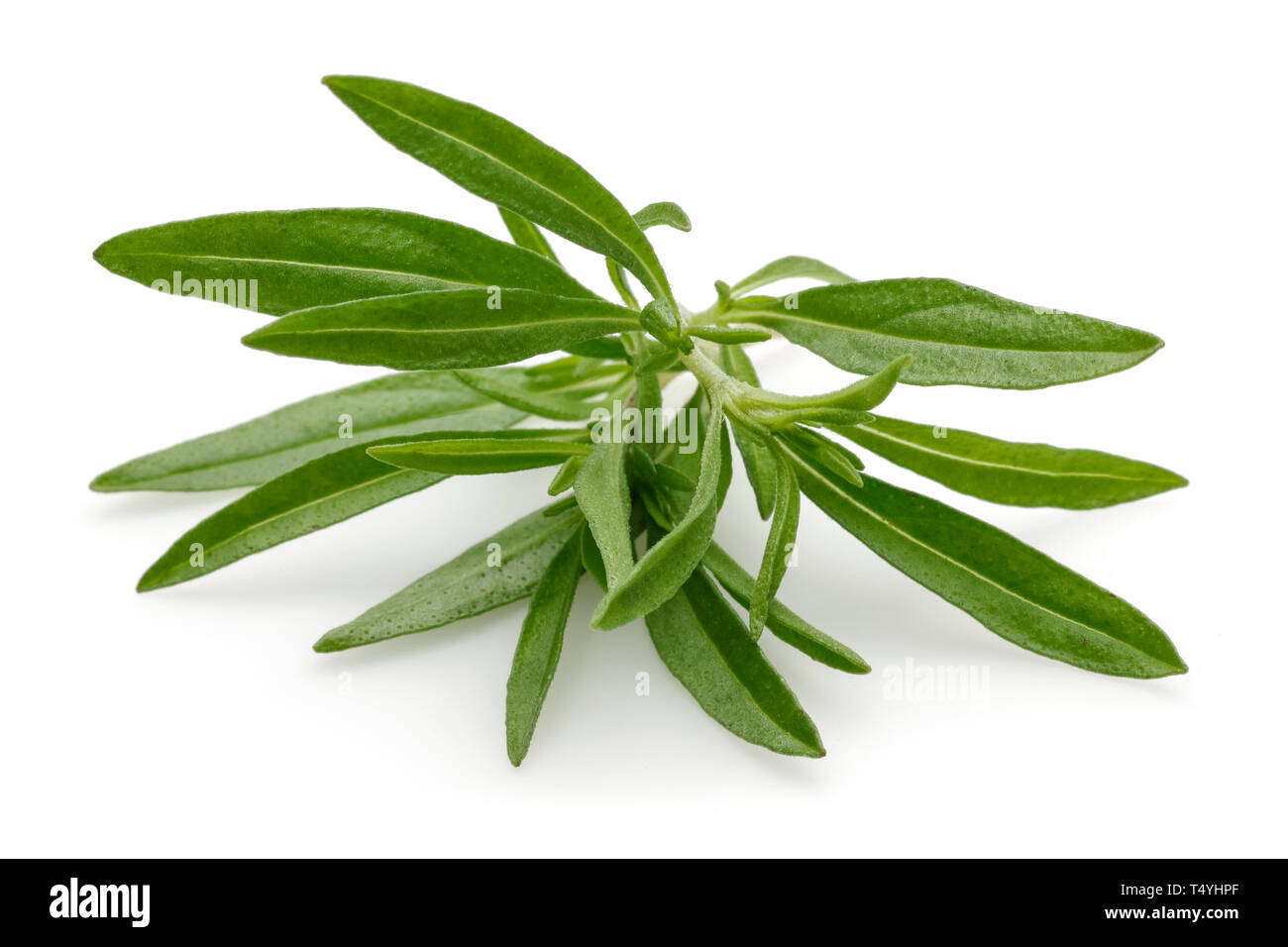 Fresh green thyme isolated on white background Stock Photo Alamy