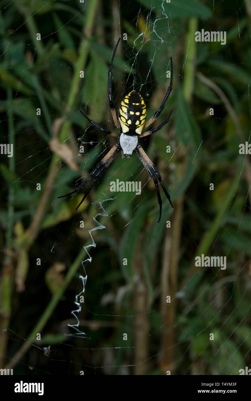 Black and Yellow Garden Spider, Argiope aurantia, Leavenworth, Kansas. Stock Photo