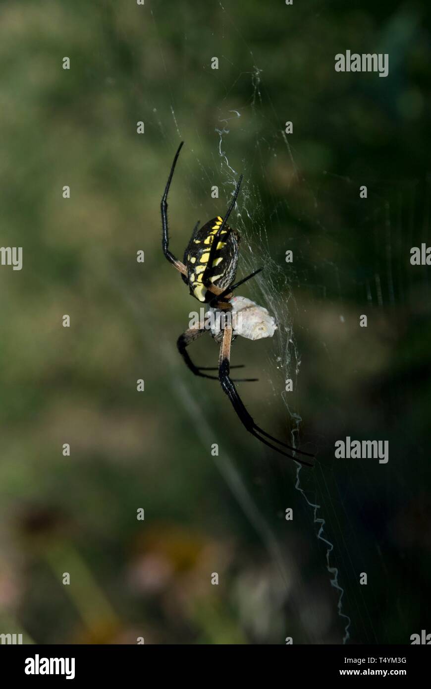 Black and Yellow Garden Spider, Argiope aurantia, Female with prey wrapped up, Leavenworth, Kansas. Stock Photo