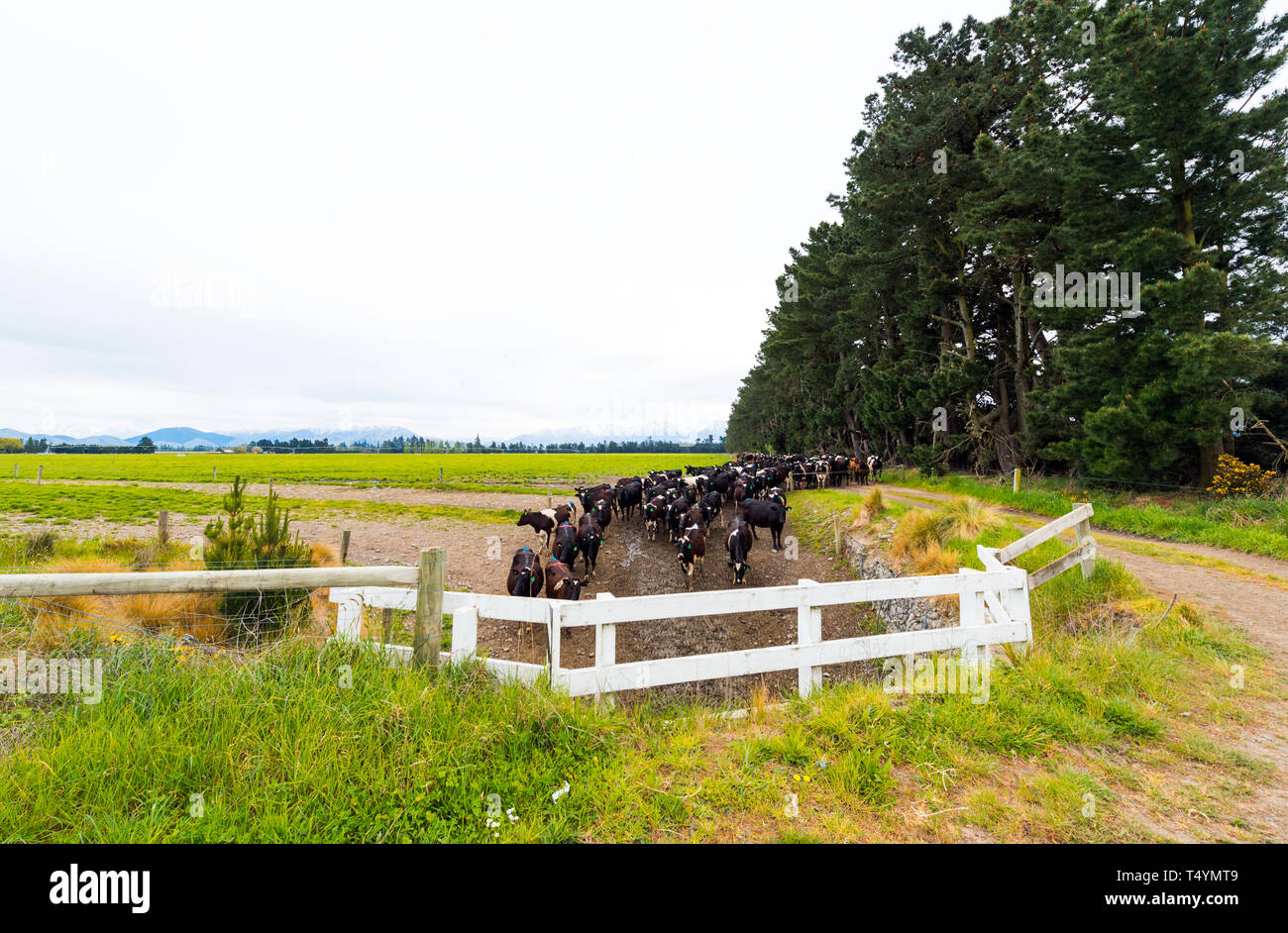 Herd of cows in the pen, Southern Alps, New Zealand sortiert. Copy space for text Stock Photo
