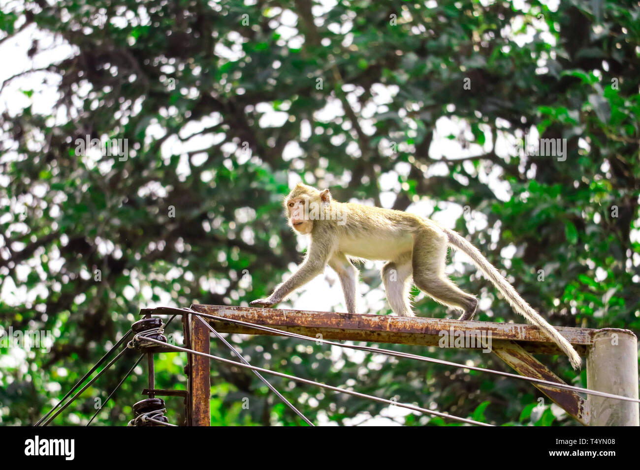 Jungle monkeys are climbing electric poles to look for lace and fruit falling on the floor Stock Photo