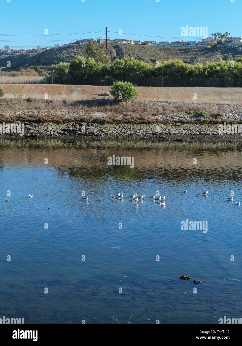 Seagulls in Ballona Creek Stock Photo