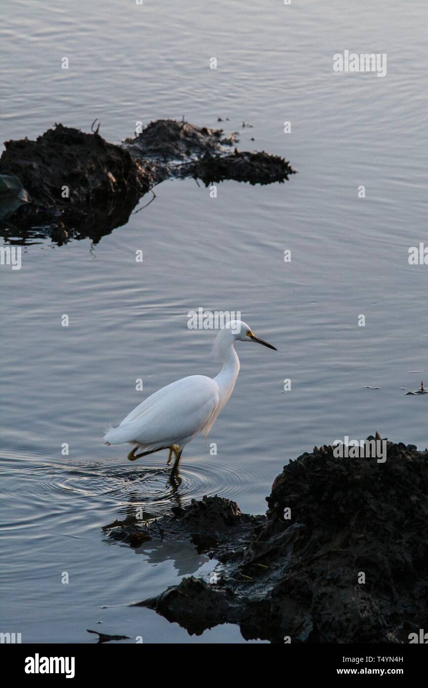 Snowy Egret in Ballona Creek Stock Photo