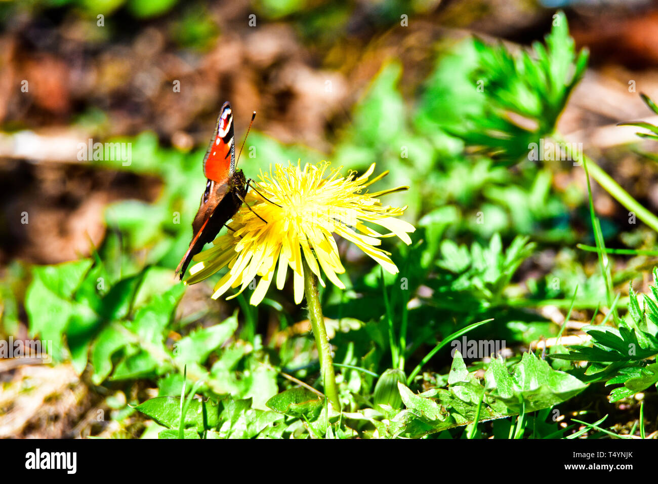 Colorful butterfly sitting on a flower. Stock Photo