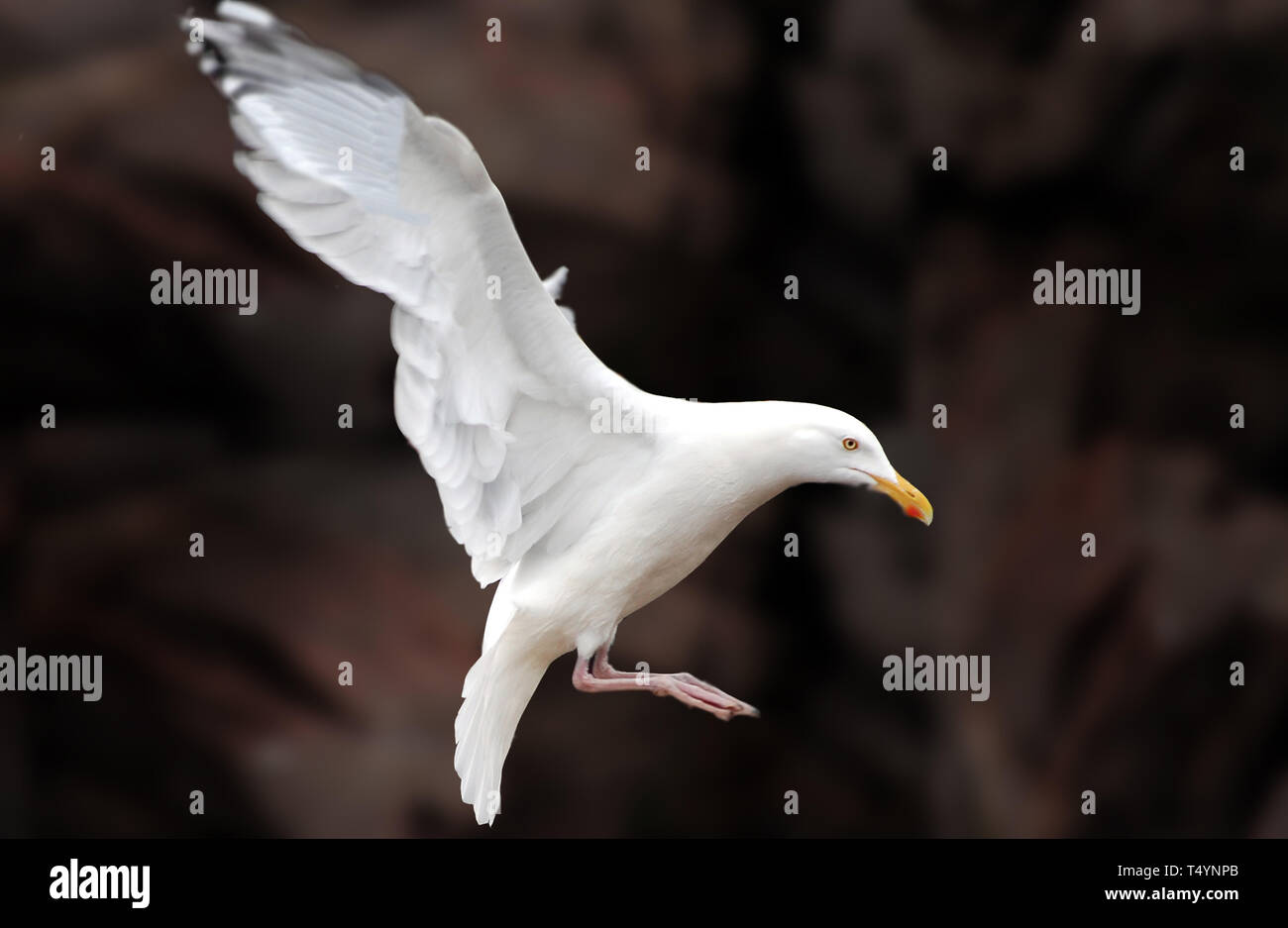 Seagull feet hires stock photography and images Alamy