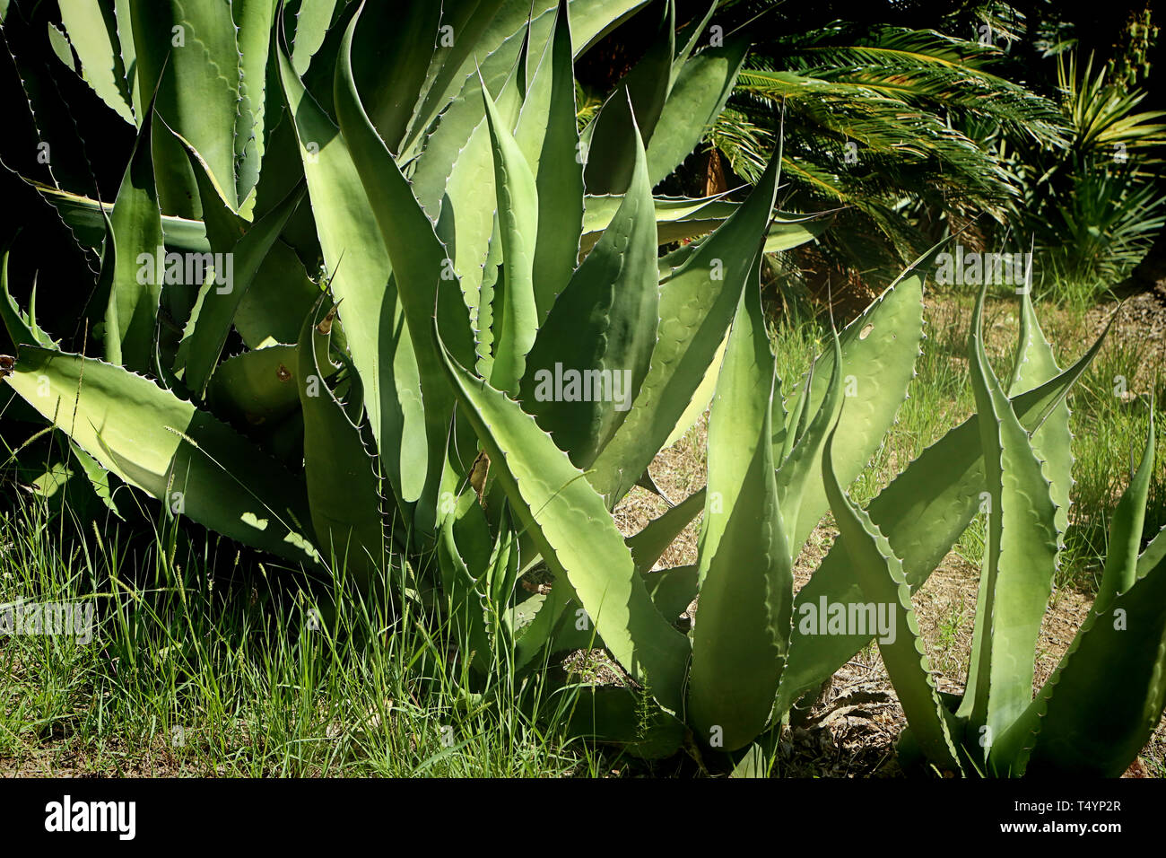 Mediterranean garden with agave plants and lush vegetation Stock Photo