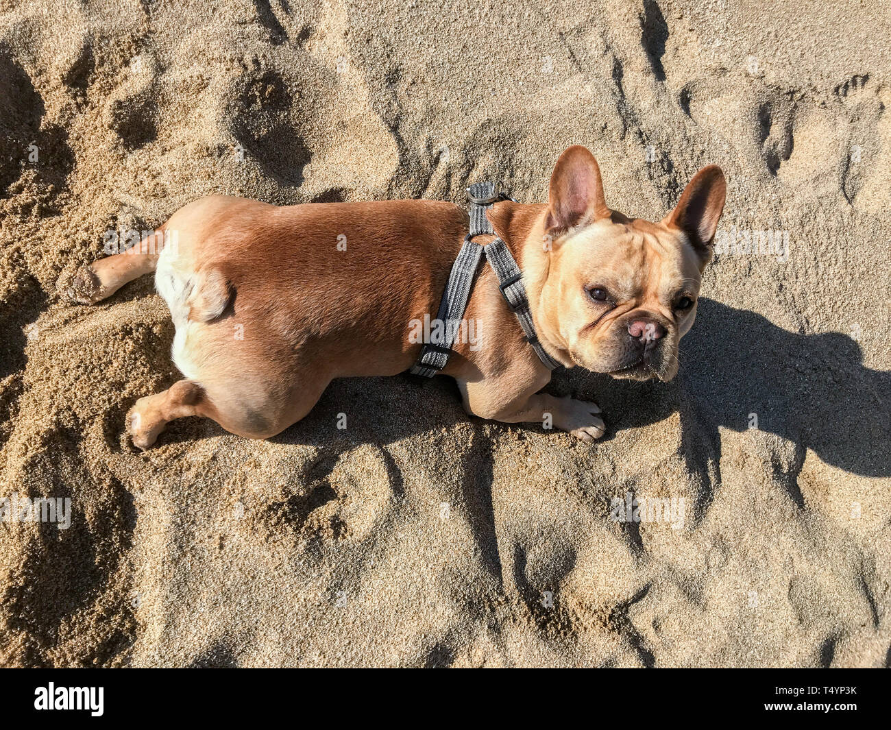 Young French Bulldog in Frog Legs Style and Looking Up. Stock Photo