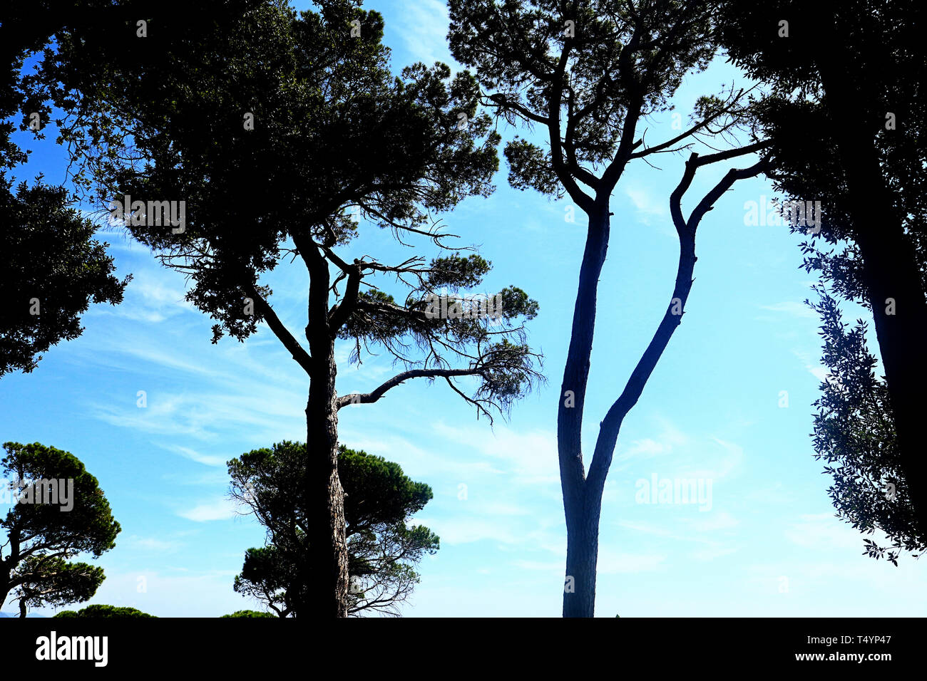Mediterranean stone pines against a blue sky, natural background Stock Photo
