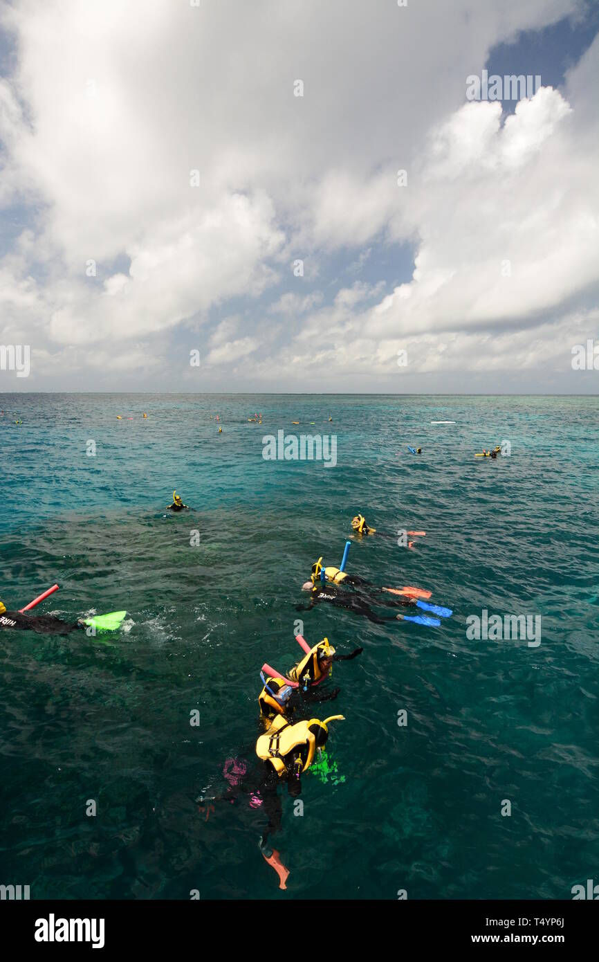 Snorkeling. Great Barrier Reef. Port Douglas. Queensland. Australia