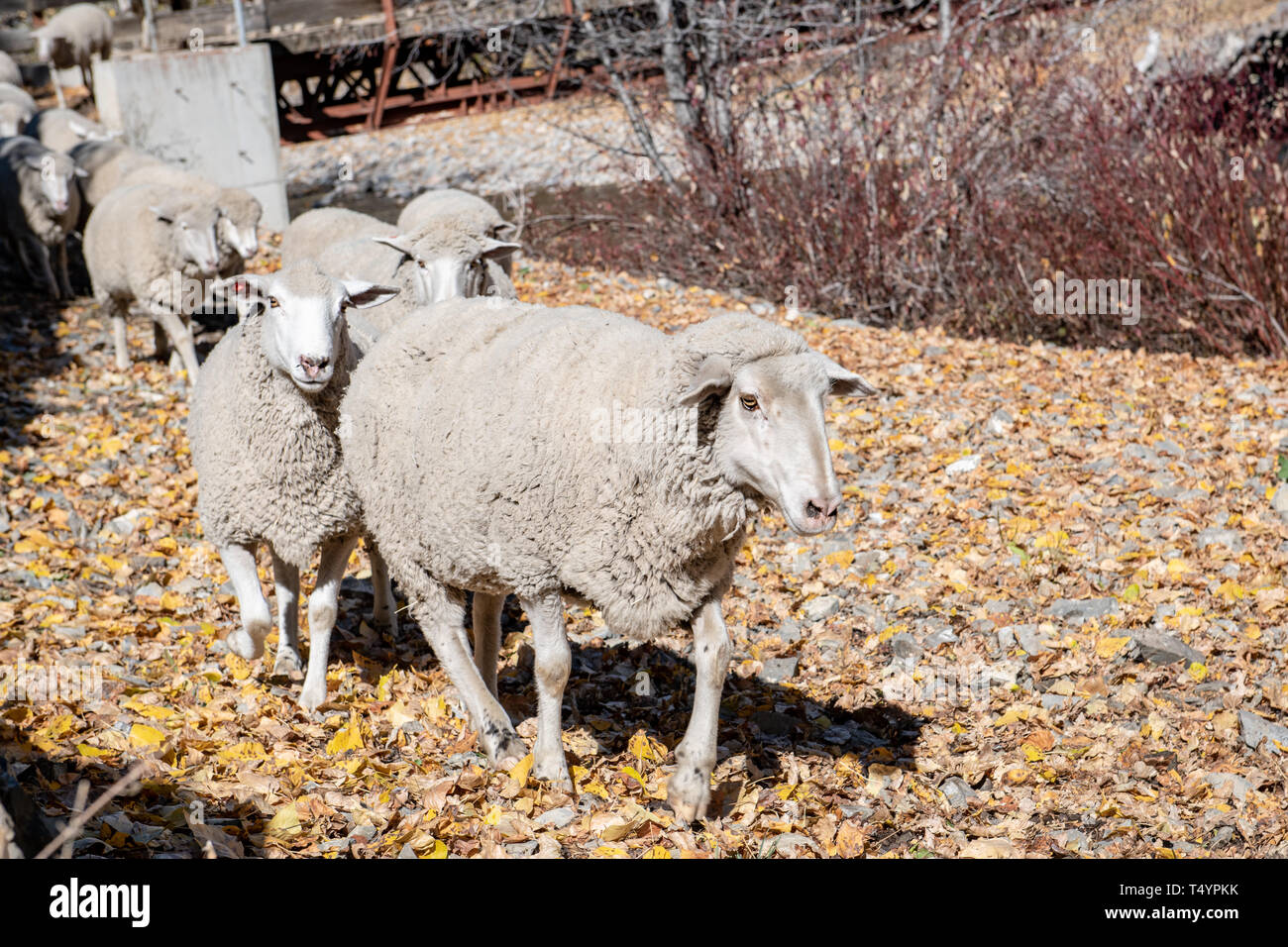 Trailing of the Sheep Festival in Idaho Stock Photo Alamy