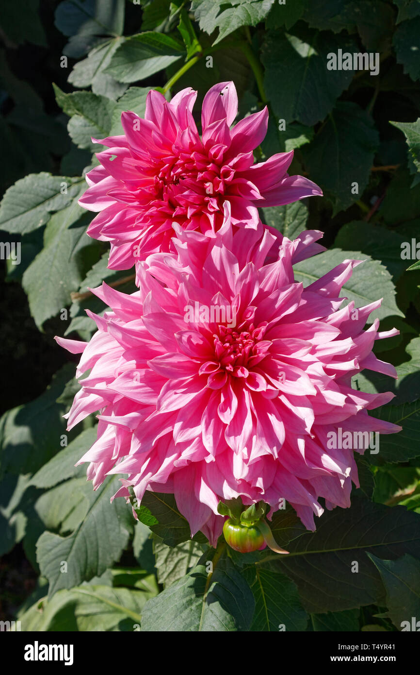 2 pink dahlias, cultivated flowers, green leaves, Claude Monet's Garden; Giverny; Vernon; France; summer, vertical Stock Photo