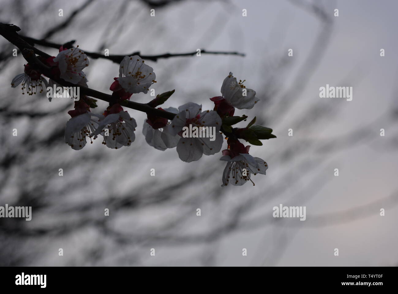 Spring young tree with beautiful inflorescences, apricot flowering period. Beautiful whiter apricot flowers. Stock Photo
