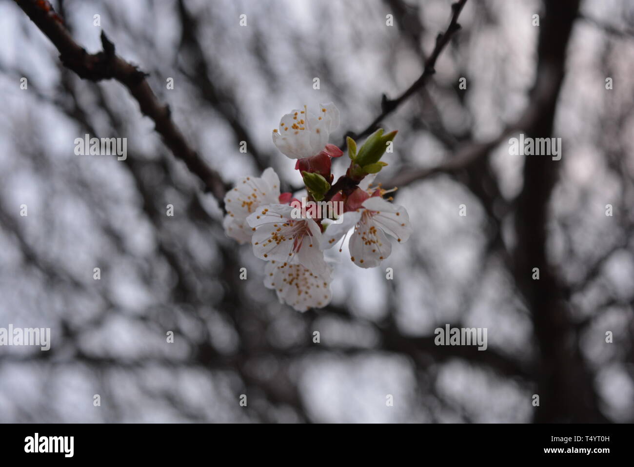 Spring young tree with beautiful inflorescences, apricot flowering period. Beautiful whiter apricot flowers. Stock Photo
