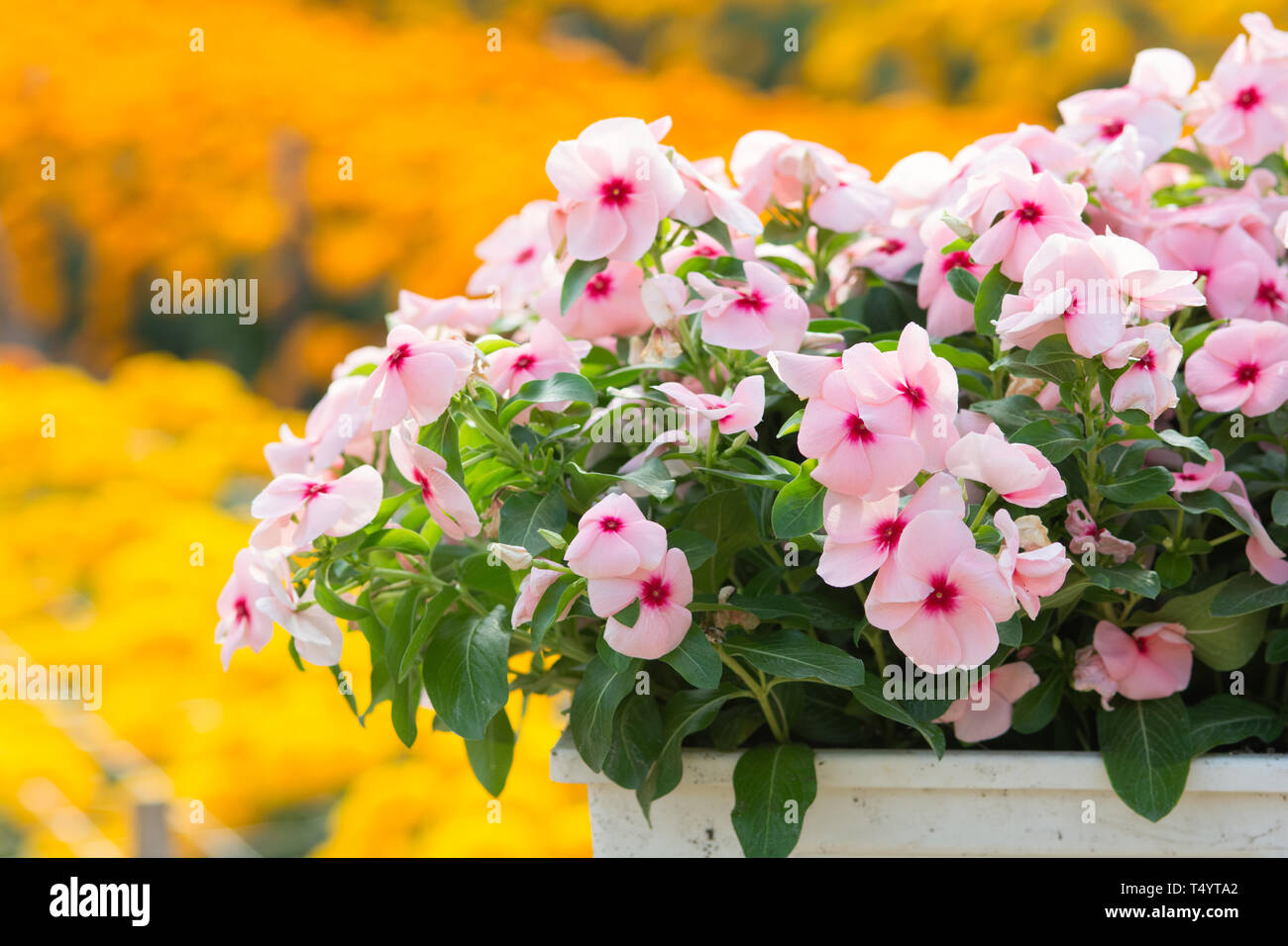 Vinca rosea flowers blossom in the garden, foliage variety of colors flowers,  selective focus Stock Photo - Alamy