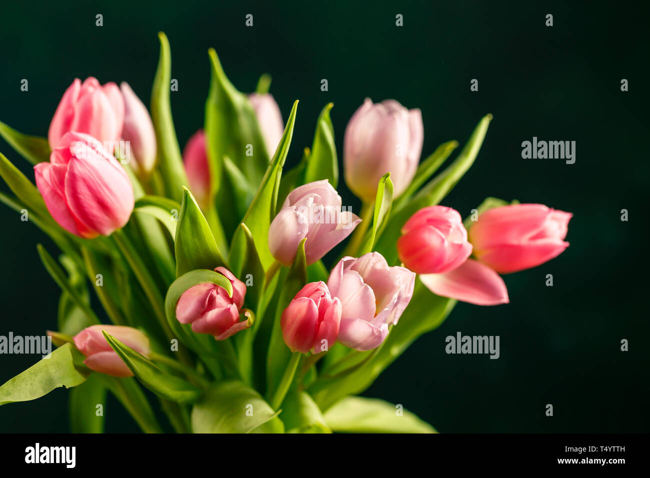 Bouquet of pink and lilac tulips in a glass vase on dark green ...