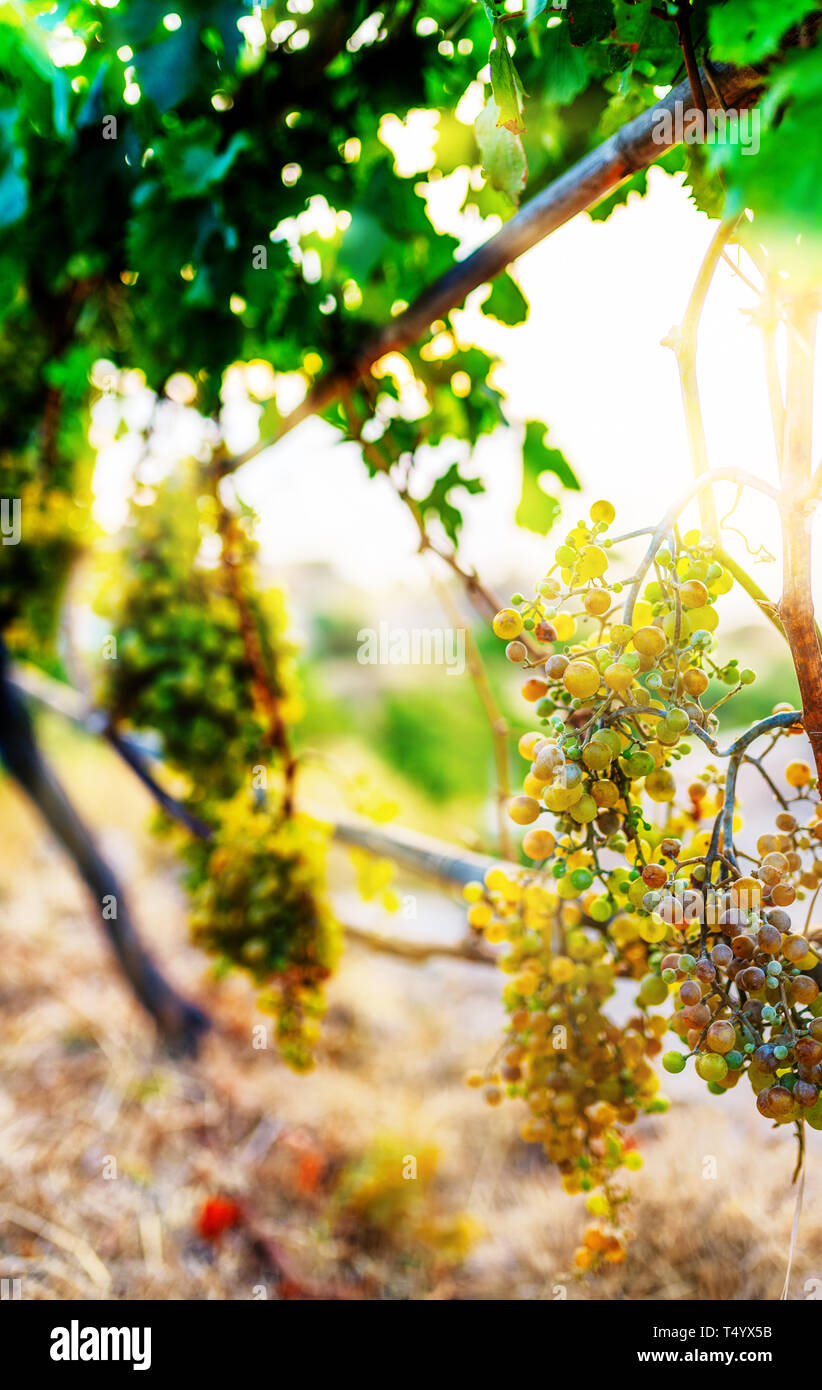 ripe wine grapes on grape wine plants in golden evening sunlight Stock Photo