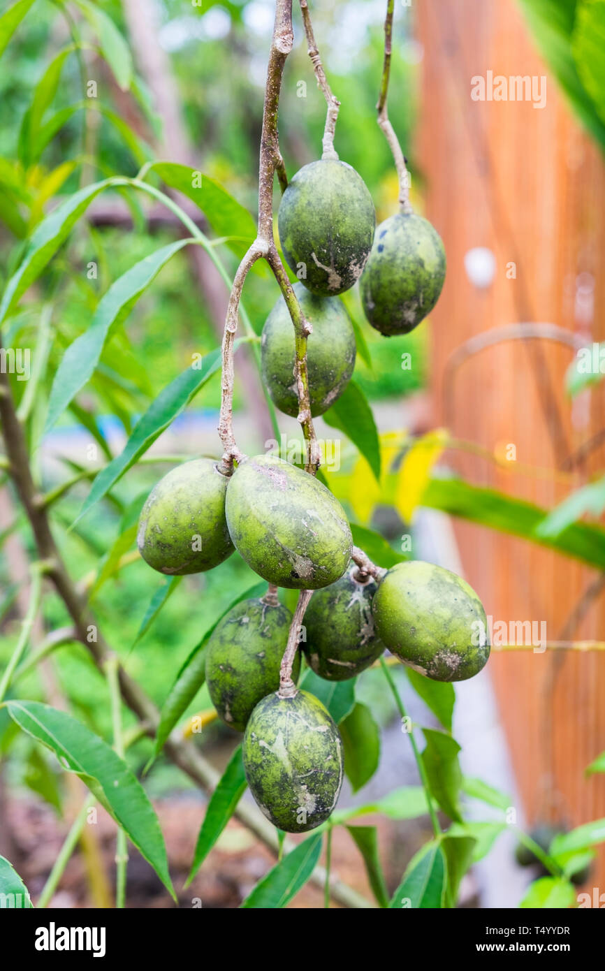 Jew S Plum Otatheite Apple Golden Apple Jew Plum Fruit And Herb On Tree Stock Photo Alamy
