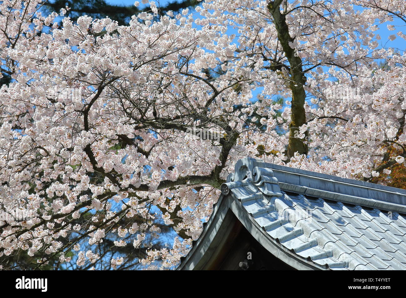 Cherry blossom flower nature background kawara Japanese traditional roof Stock Photo