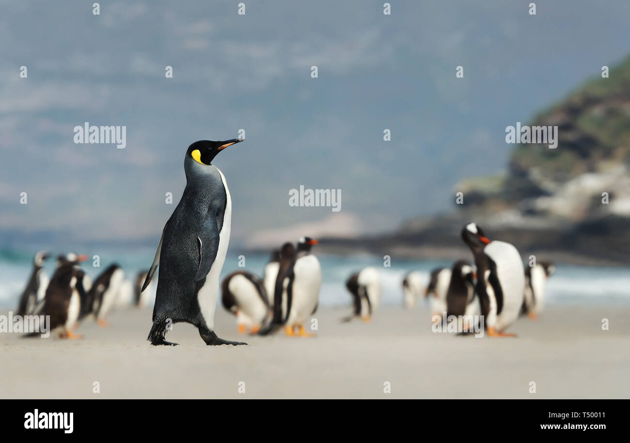 Close up of a King penguin walking on a sandy beach near a group of Gentoo penguins. Stock Photo