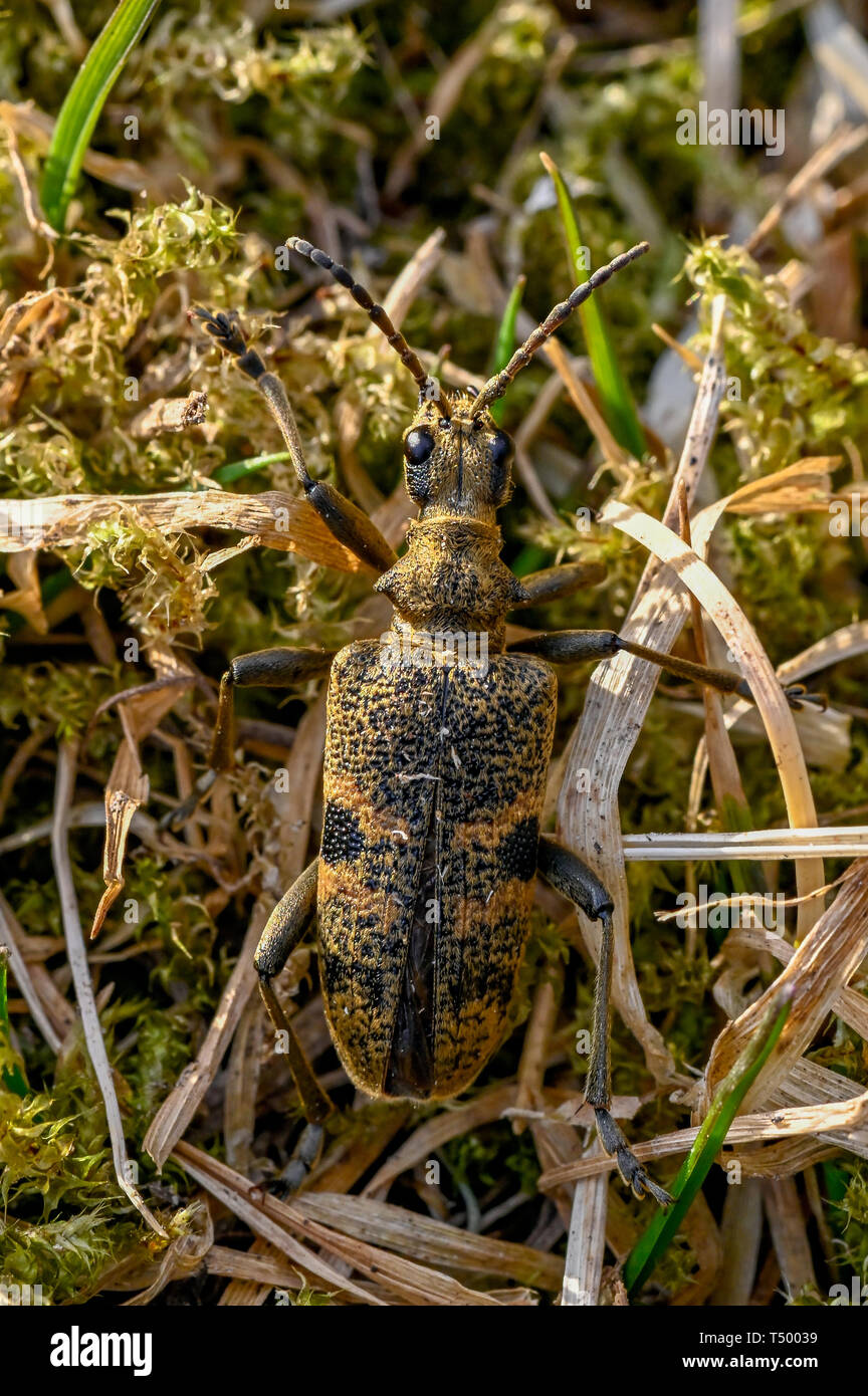 macro of a hardwood runner in Varmland Sweden april 2019 Stock Photo