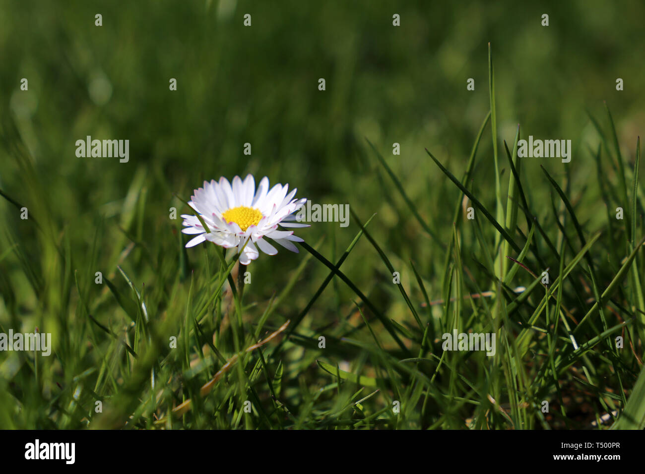 Chamomile flower in the green grass. White daisy on sunny meadow, spring season background Stock Photo