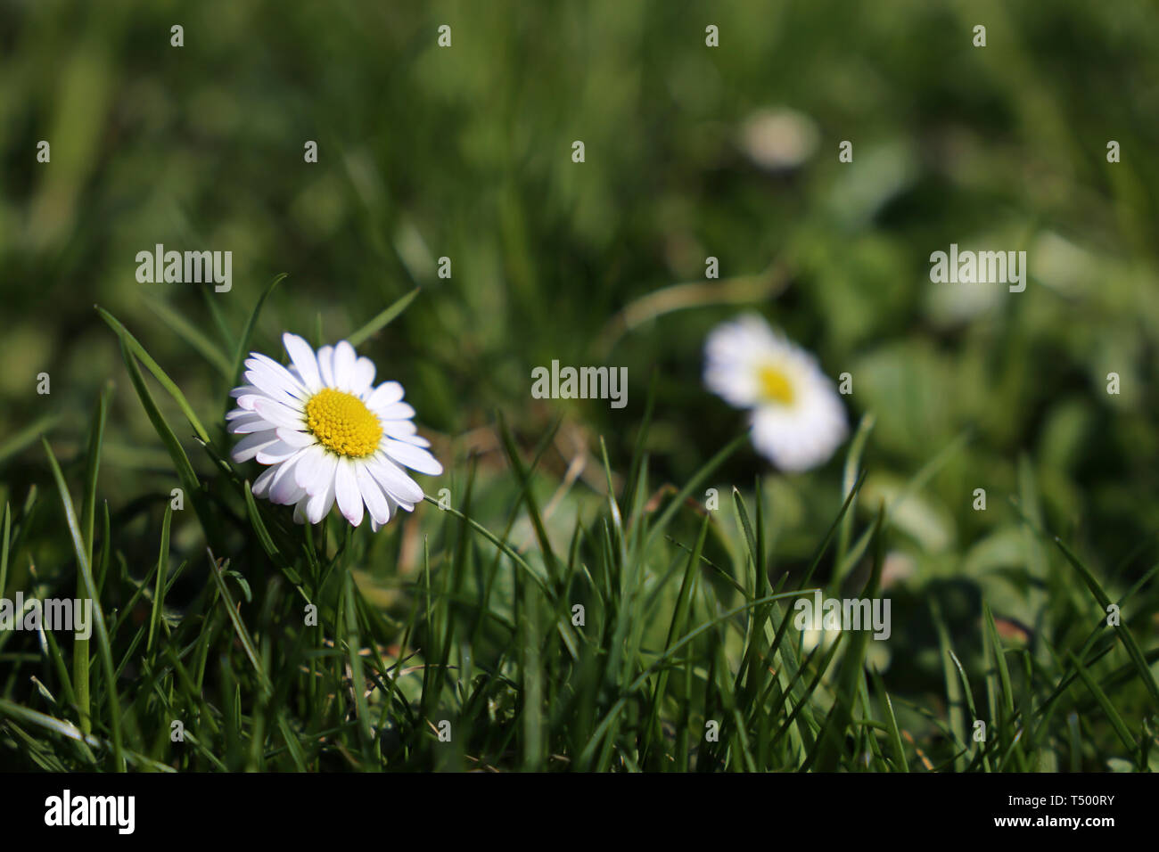Chamomile flowers in the green grass. White daisies on sunny meadow, spring season background Stock Photo