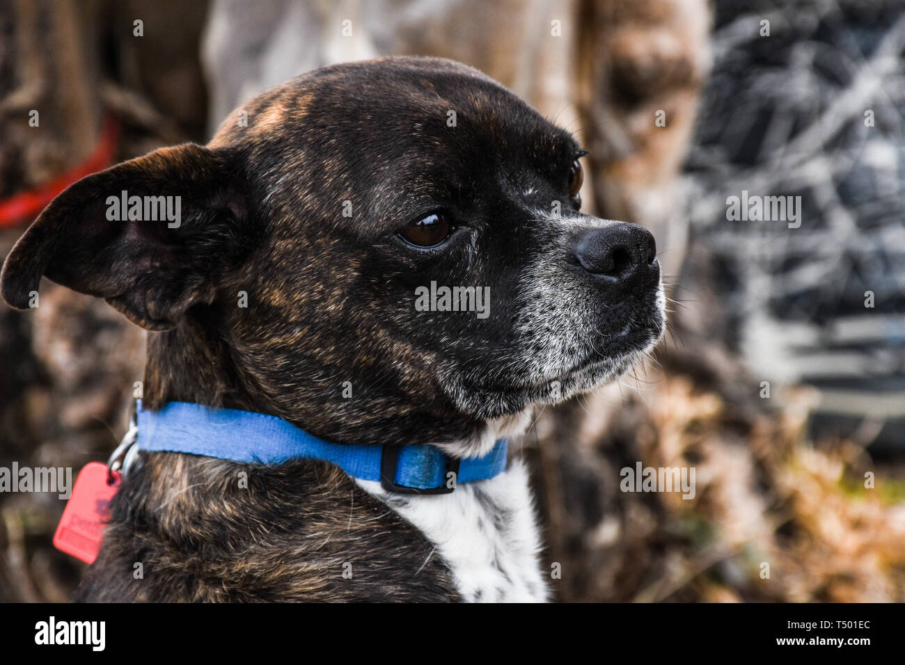 Headshot profile of small, mixed breed brown dog with gray muzzle, flattened ears Stock Photo