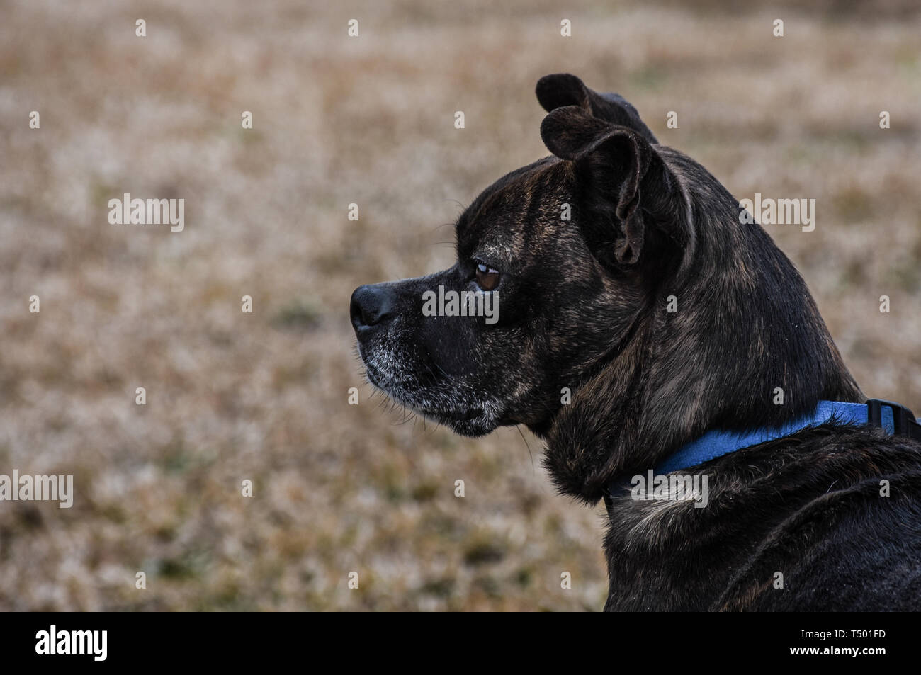 Headshot of small, mixed breed brown dog with gray muzzle, perky ears, alert, side profile view Stock Photo