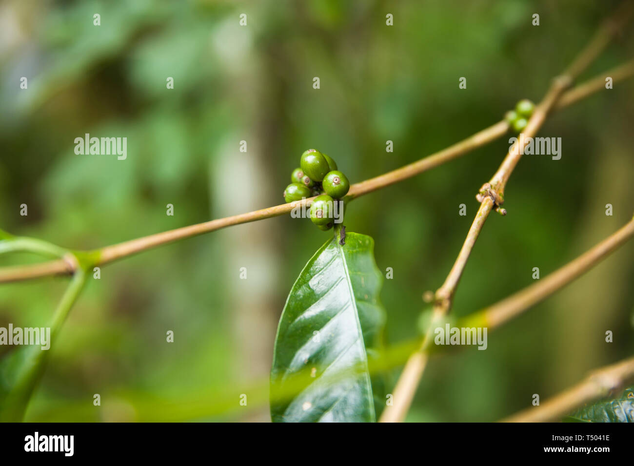Coffee beans on a branch of coffee tree with leaves on a plantation ...