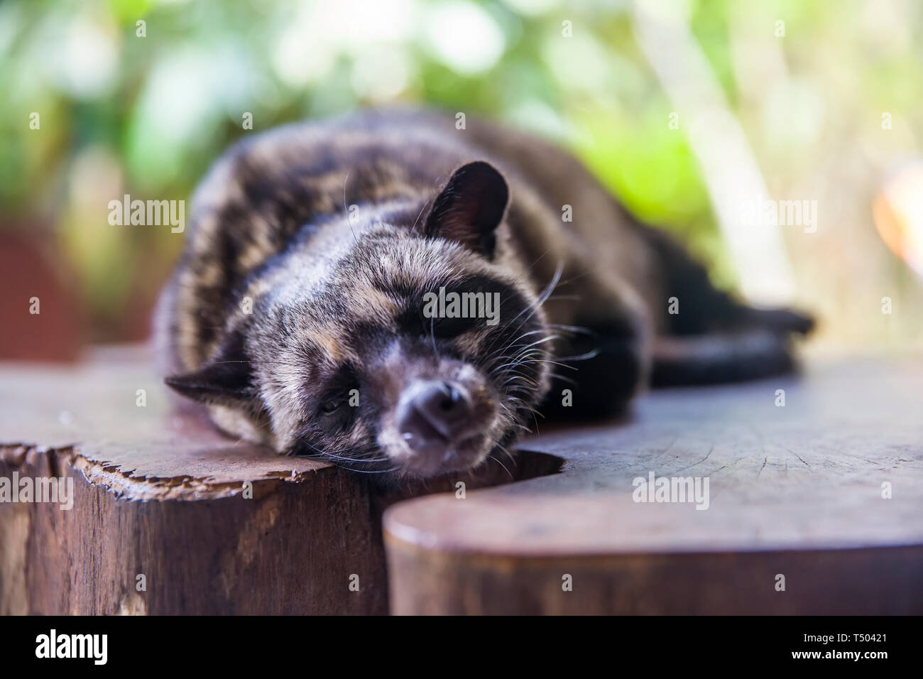 Asian palm civet (Paradoxurus hermaphroditus) on the coffee plantation Stock Photo