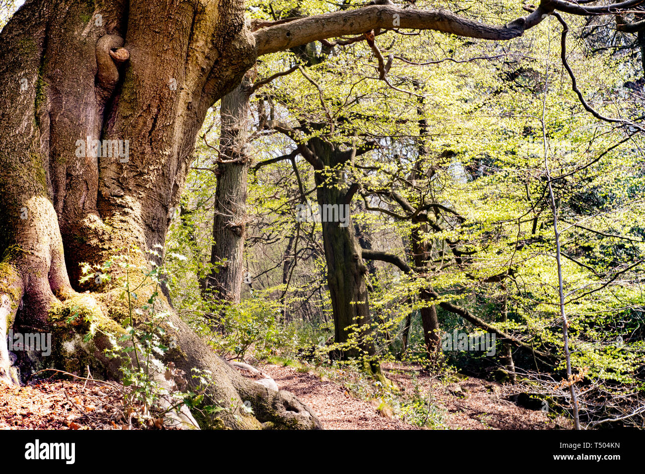 Ancient oak tree hi-res stock photography and images - Alamy