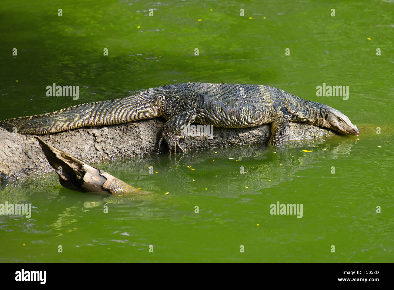 The striped monitor lizard (water monitor lizard) lies on the fallen tree trunk. Park Lumpini, Bangkok Stock Photo