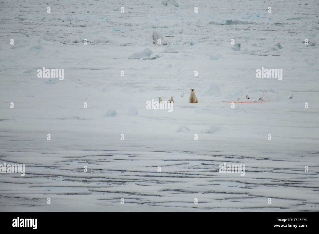 Polar bear with two cubs walking in an arctic landscape. Stock Photo