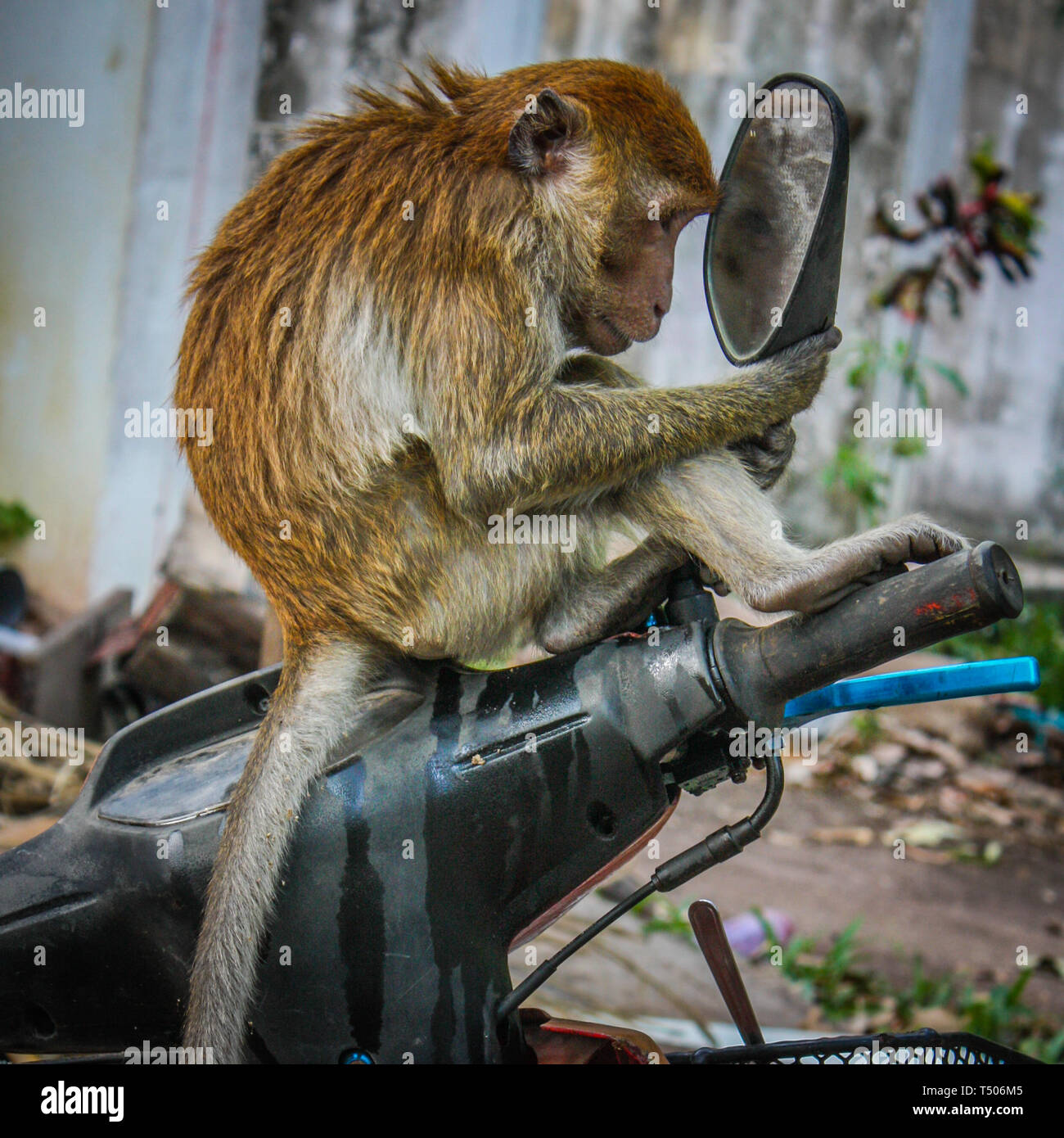 monkey-motorcycle-hi-res-stock-photography-and-images-alamy