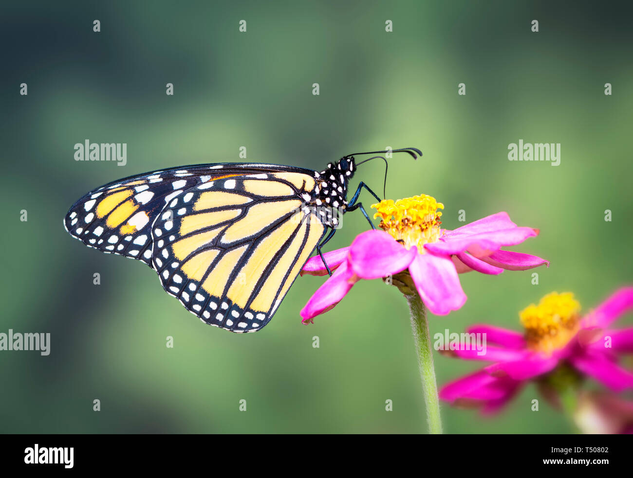 Monarch butterfly feeding on a pink zinnia flower on a green background ...