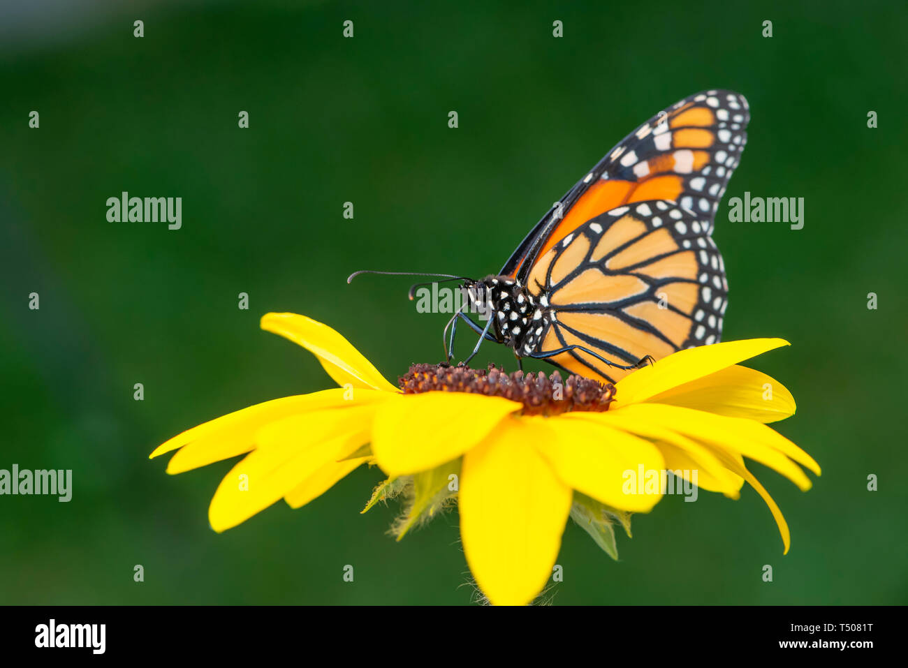 Monarch butterfly (Danaus Plexippus) feeding on a yellow flower with a ...