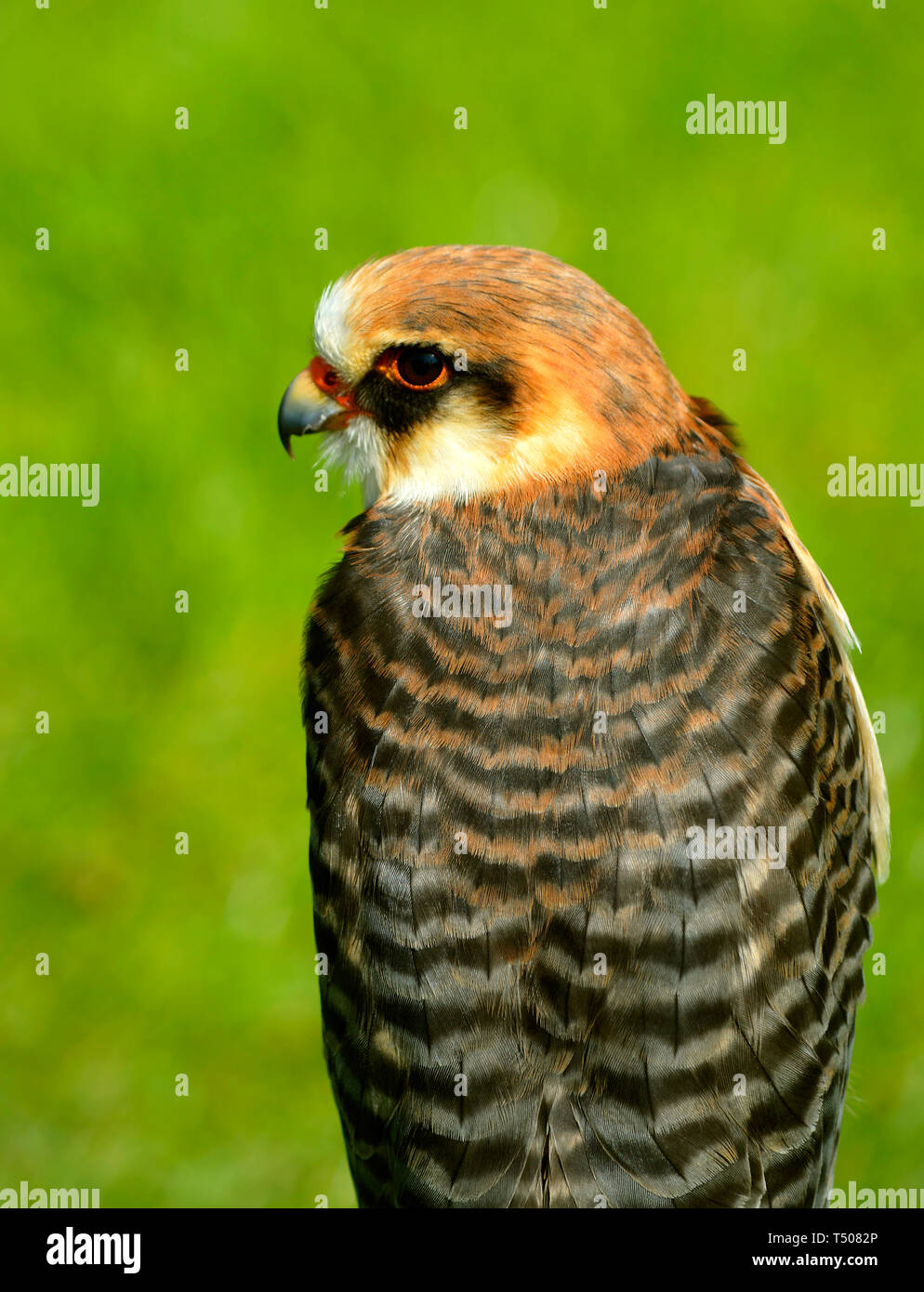 Red-footed falcon Latin name Falco vespertinus is widespread across Europe Stock Photo