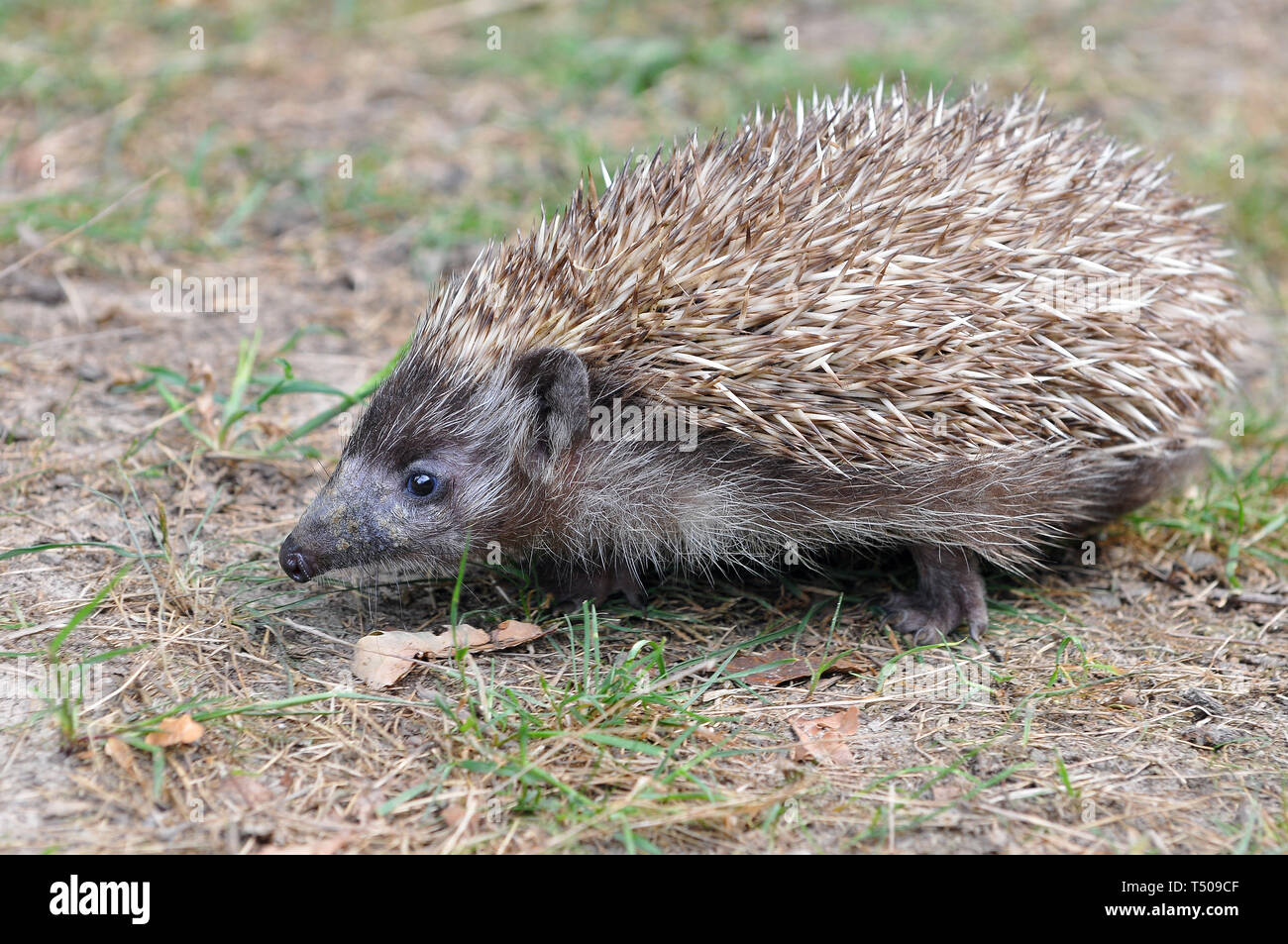 Northern White-Breasted Hedgehog, Nördliche Weißbrustigel, Osteuropäische Igel, Erinaceus roumanicus, keleti sün Stock Photo