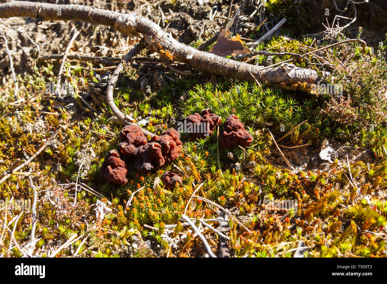 Mushrooms Gyromitra in forest in spring, wildlife scene Stock Photo