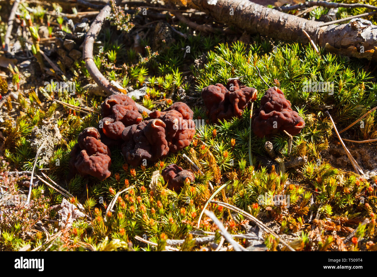 Mushrooms Gyromitra in forest in spring, wildlife scene Stock Photo