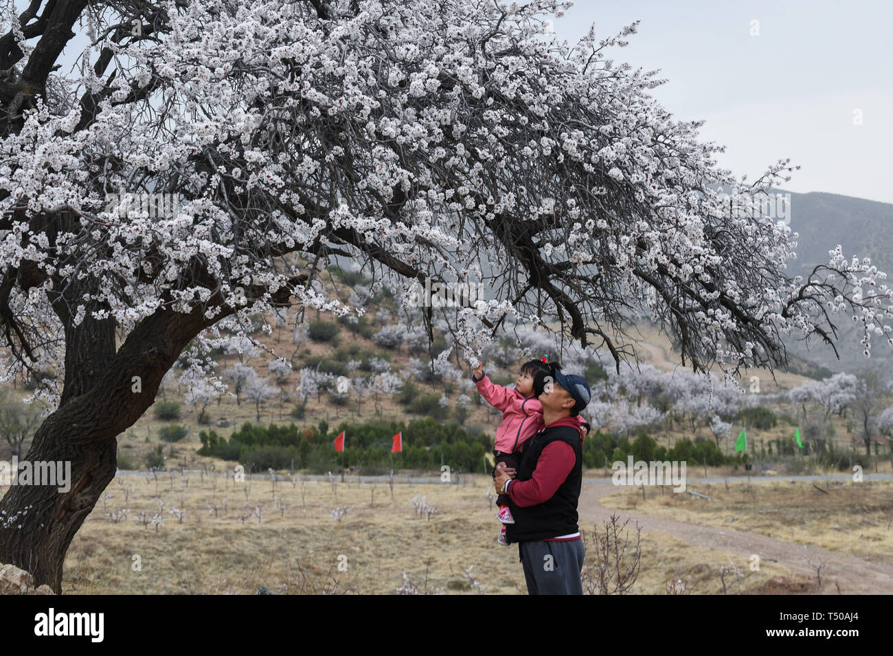Hohhot, China's Inner Mongolia Autonomous Region. 19th Apr, 2019. Tourists visit a flowering apricot orchard in Wusutu Village of Huimin District, Hohhot, north China's Inner Mongolia Autonomous Region, April 19, 2019. Credit: Liu Lei/Xinhua/Alamy Live News Stock Photo