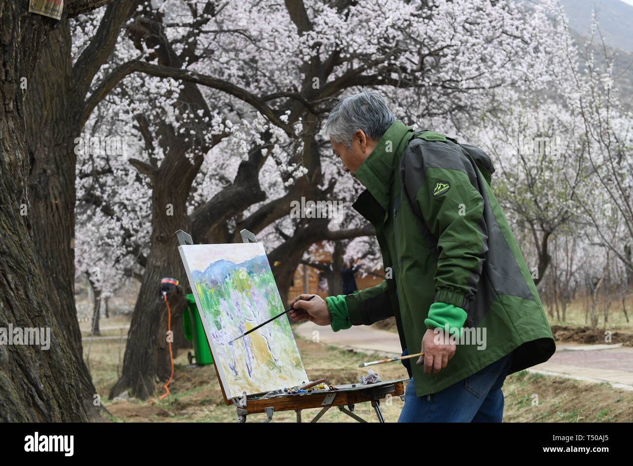 Hohhot, China's Inner Mongolia Autonomous Region. 19th Apr, 2019. A tourist draws in a flowering apricot orchard in Wusutu Village of Huimin District, Hohhot, capital of north China's Inner Mongolia Autonomous Region, April 19, 2019. Credit: Liu Lei/Xinhua/Alamy Live News Stock Photo